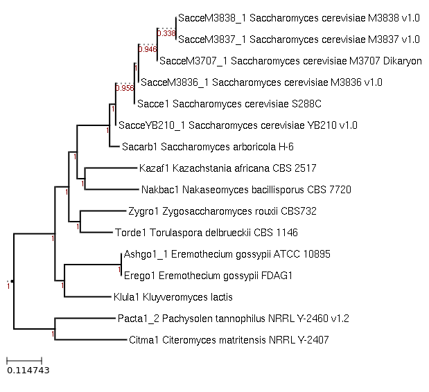Maximum-Likelihood phylogeny generated by FastTree for Eremothecium gossypii FDAG1 and related species
