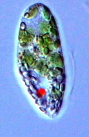 Euglena gracilis