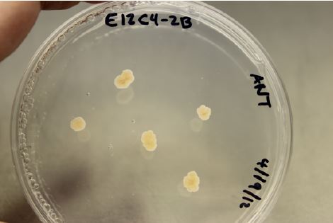 Yeast-like growth of E. maculosum on PDA. Photo by Marin Brewer.