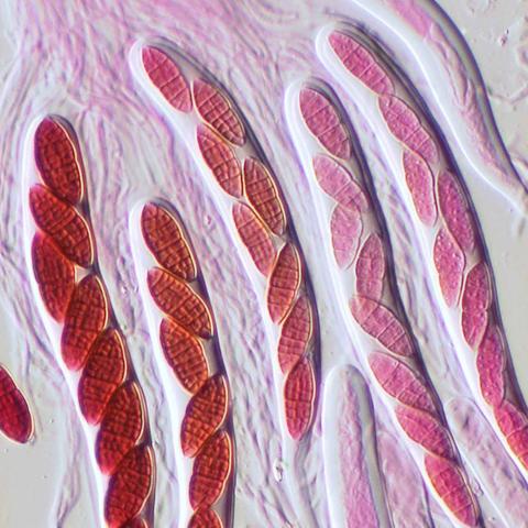 Fenestella fenestrata, asci, ascospores and interascal tissue