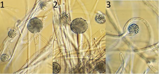 Figure 1) Fennellomyces linderi (strain RSA 1016-3-300). A sporangium showing the subsporangial vesicle which leaves a columella after the spore wall dissolves. Figure 2) Fennellomyces linderi (strain RSA 1016-3-300). A sporangium showing the subsporangial vesicle and sporangiola (the smaller structures at the sides). Figure 3) Fennellomyces linderi (strain RSA 1016-3-300). A single sporangiolum. Images by Gerald Benny.