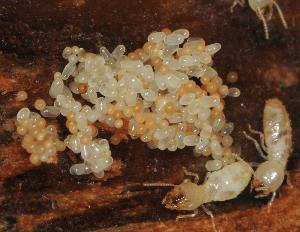Photo of Fibulorhizoctonia sclerotia alongside termite eggs
