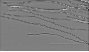 Photo of Flavodon flavus 38 v1.0