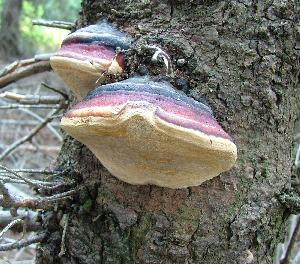 Picture of Fomitopsis schrenkii
