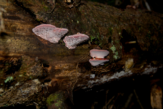 Fruiting bodies of Fomitopsis rosea by Sundy Maurice