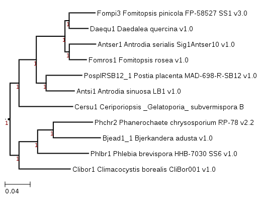 Phylogenetic tree indicating position of Rhodofomes roseus (formerly named Fomitopsis rosea)