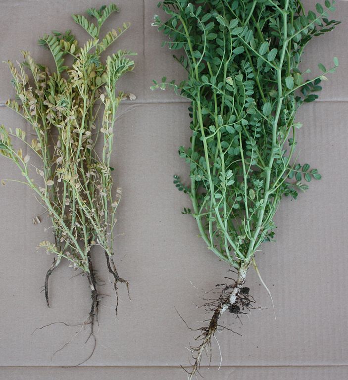 Developmental and chromatic differences between chickpea plants affected by Fusarium solani f. sp. pisi and a healthy plant.