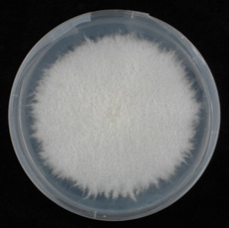 Mycelial growth on a petri plate of Czapek-Dox agar
