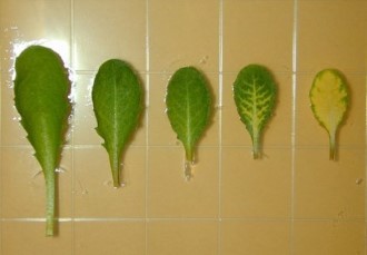 Arabidopsis leaves from infected plants.