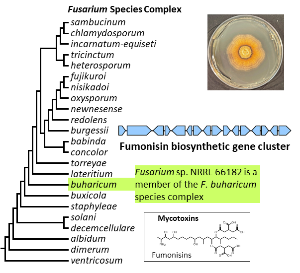 Photo of Fusarium sp. NRRL 66182 v1.0
