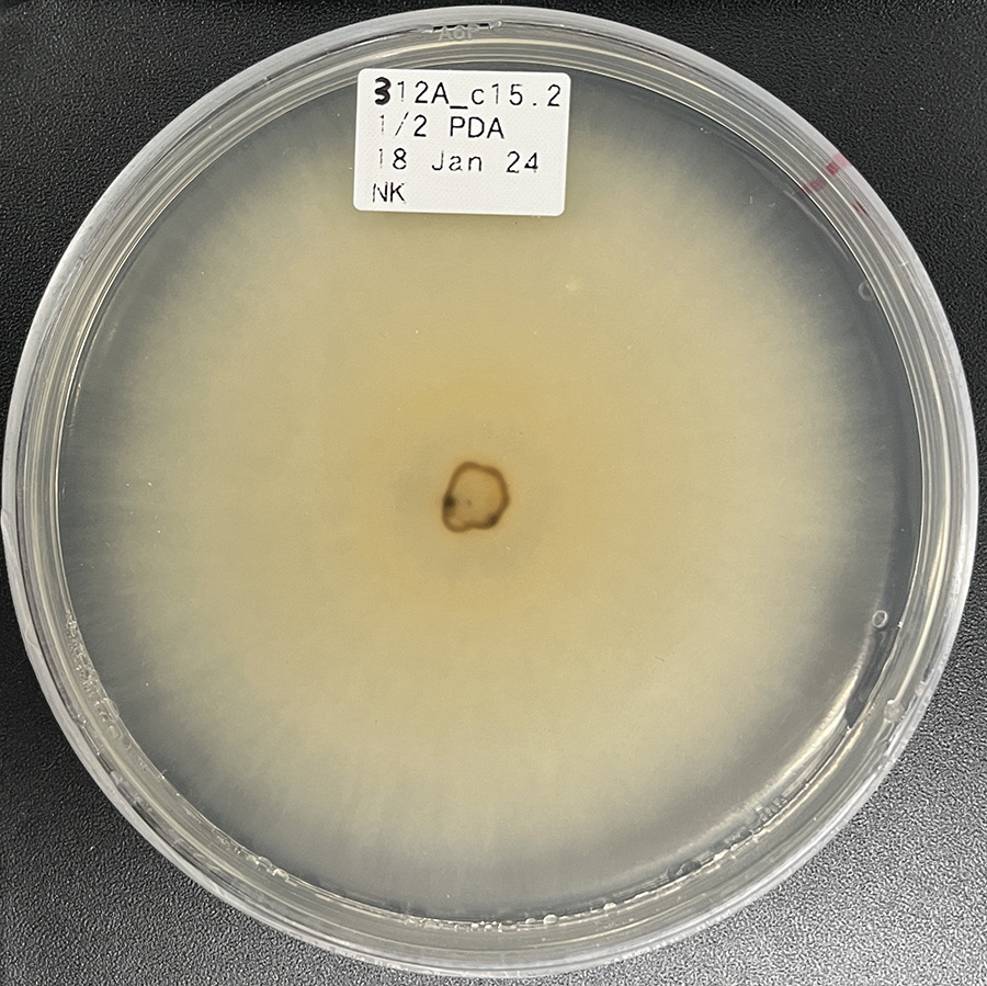 Photo of Fusarium proliferatum 312A_c15_2 v1.0