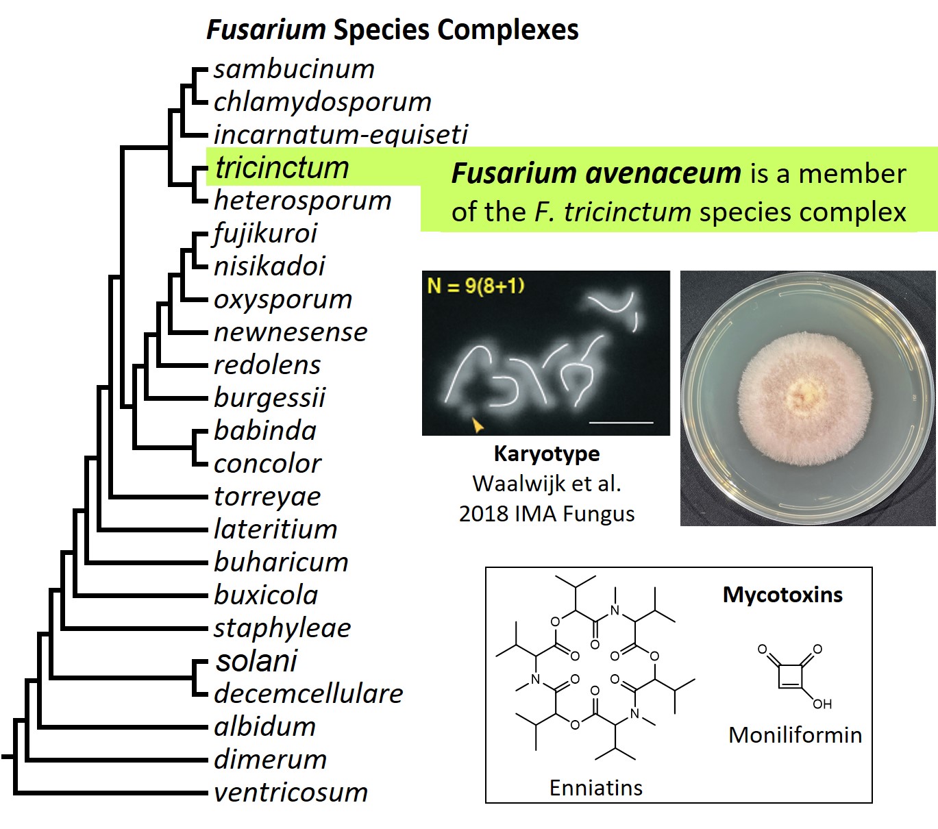 Left – tree showing phylogenetic relationships of the 23 Fusarium species complexes and placement of F. avenaceum within the F. tricinctum species complex. In the tree, species complex names are abbreviated using specific epithets of the species after which the complexes are named (e.g., the F. sambucinum species complex is abbreviated as sambucinum). Middle left – karyotype of F. avenaceum. Middle right – culture of F. avenaceum strain NRRL 54939 growing on potato dextrose agar medium. Bottom – chemical structures of enniatins and moniliformin, two mycotoxins produced by F. avenaceum. Image credit: Robert H. Proctor, Amy McGovern and Crystal Probyn.