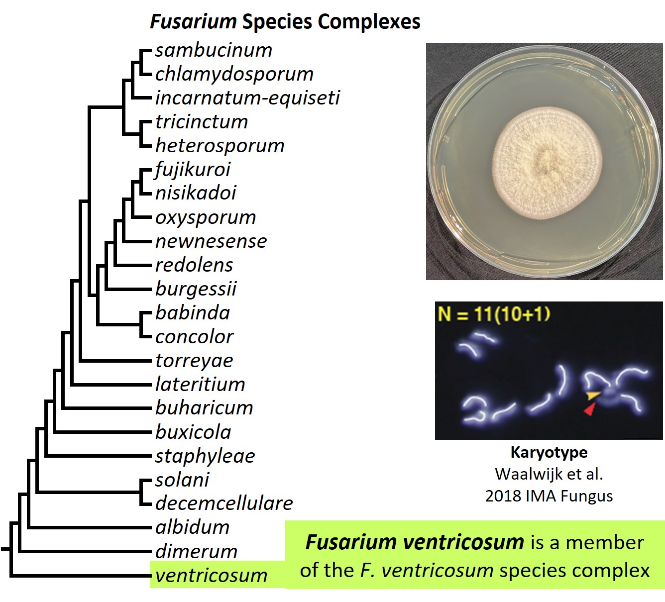 Left &ndash; tree showing phylogenetic relationships of the 23
Fusarium species complexes and placement of F. ventricosum within
the F. ventricosum species complex. In the tree, species complex
names are abbreviated using specific epithets of the species after
which the complexes are named (e.g., the F. sambucinum species
complex is abbreviated as sambucinum). Upper right &ndash; culture
of F. ventricosum NRRL 25729 growing on potato dextrose agar
medium. Lower right &ndash; karyotype of F. ventricosum NRRL 25729.
Image credit: Robert H. Proctor, Amy McGovern and Crystal Probyn.