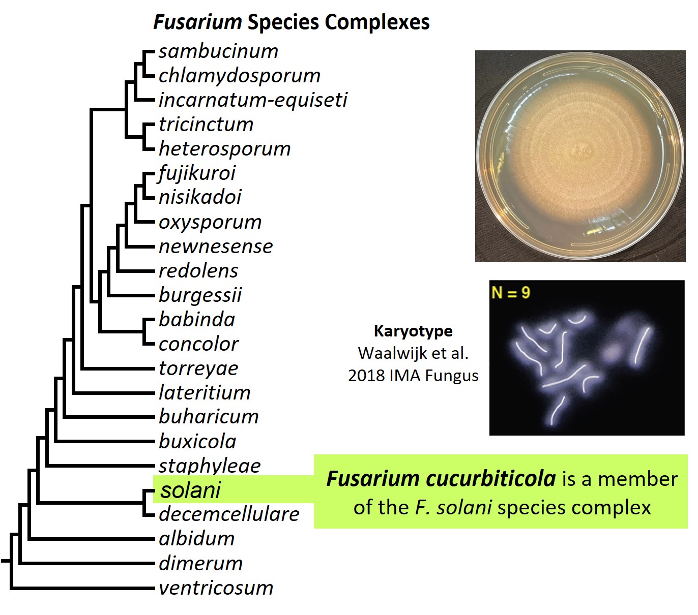 Left &ndash; tree showing phylogenetic relationships of the 23
Fusarium species complexes and placement of F. cucurbiticola within
the F. solani species complex. In the tree, species complex names
are abbreviated using specific epithets of the species after which
the complexes are named (e.g., the F. sambucinum species complex is
abbreviated as sambucinum). Upper right &ndash; culture of F.
cucurbiticola NRRL 22153 growing on potato dextrose agar medium.
Lower right &ndash; karyotype of F. cucurbiticola NRRL 22153. Image
credit: Robert H. Proctor, Amy McGovern and Crystal Probyn.