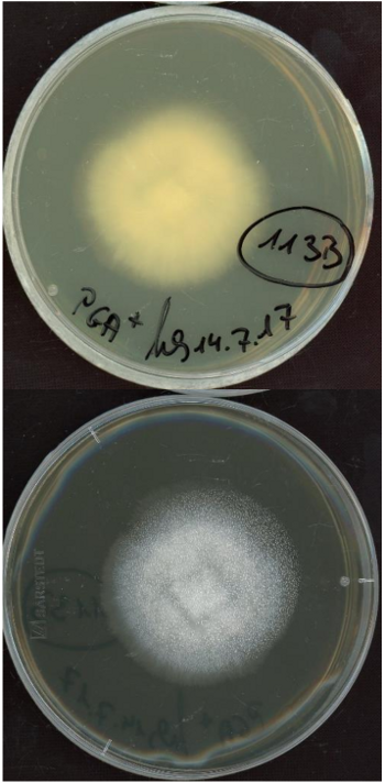 Fusarium equiseti MPI-CAGE-AA-0113 growing in the lab.