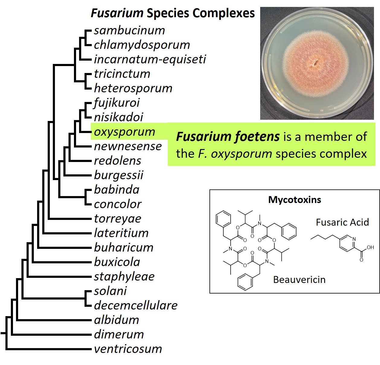 Left &ndash; tree showing phylogenetic relationships of the 23
Fusarium species complexes and placement of F. foetens within the
F. oxysporum species complex. In the tree, species complex names
are abbreviated using specific epithets of the species after which
the complexes are named (e.g., the F. sambucinum species complex is
abbreviated as sambucinum). Upper right &ndash; culture of F.
foetens NRRL 38302 growing on potato dextrose agar medium. Lower
right &ndash; chemical structures of beauvericin and fusaric acid,
two mycotoxins produced by F. foetens. Image credit: Robert H.
Proctor, Amy McGovern and Crystal Probyn.