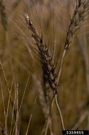 Wheat plants infected by Fusarium graminearum (Picture by Howard F. Schwartz, Colorado State University, Bugwood.org)