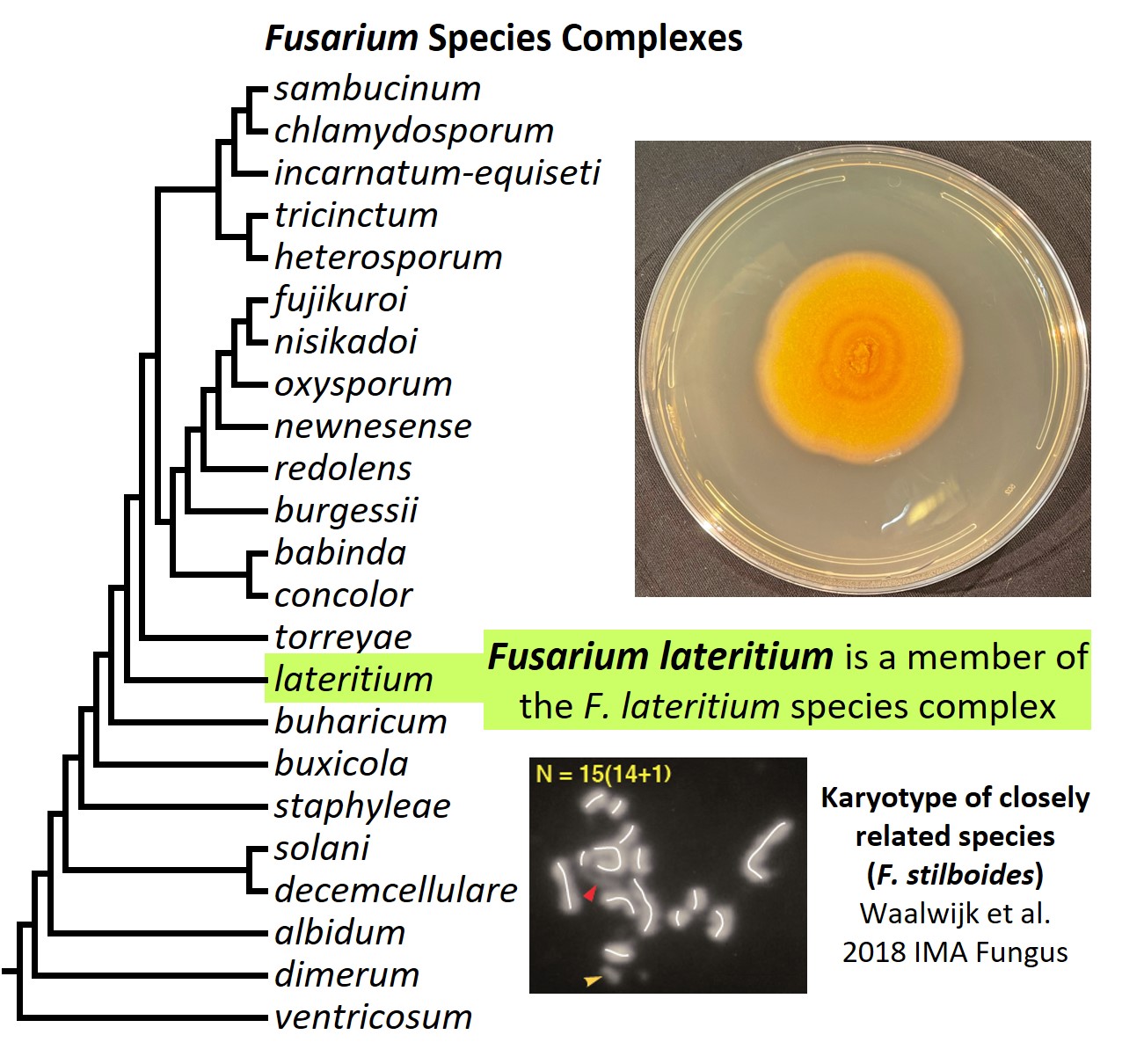 Left – tree showing phylogenetic relationships of the 23 Fusarium species complexes and placement of F. lateritium within the F. lateritium species complex. In the tree, species complex names are abbreviated using specific epithets of the species after which the complexes are named (e.g., the F. sambucinum species complex is abbreviated as sambucinum). Upper right – culture of F. lateritium NRRL 13622 growing on potato dextrose agar medium. Lower right – karyotype of F. lateritium NRRL 13622.
