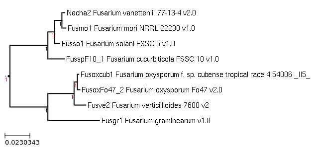 Photo of Fusarium mori NRRL 22230 v1.0