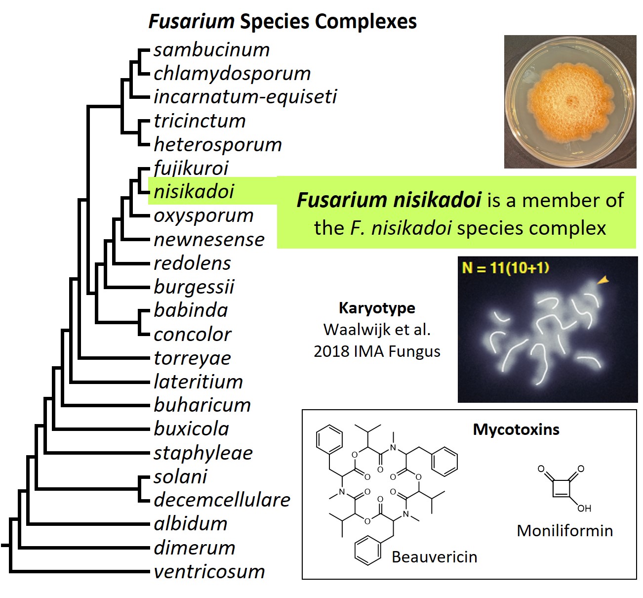 Left – tree showing phylogenetic relationships of the 23 Fusarium species complexes and placement of
F. nisikadoi within the F. nisikadoi species complex. In the tree, species complex names are abbreviated
using specific epithets of the species after which the complexes are named (e.g., the F. sambucinum
species complex is abbreviated as sambucinum). Upper right – culture of F. nisikadoi NRRL 25179
growing on potato dextrose agar medium. Middle right – karyotype of F. nisikadoi strain NRRL 25203.
Lower right – chemical structures of the mycotoxins beauvericin and moniliformin. [Image credit: Robert H. Proctor, Amy McGovern and Crystal Probyn]
