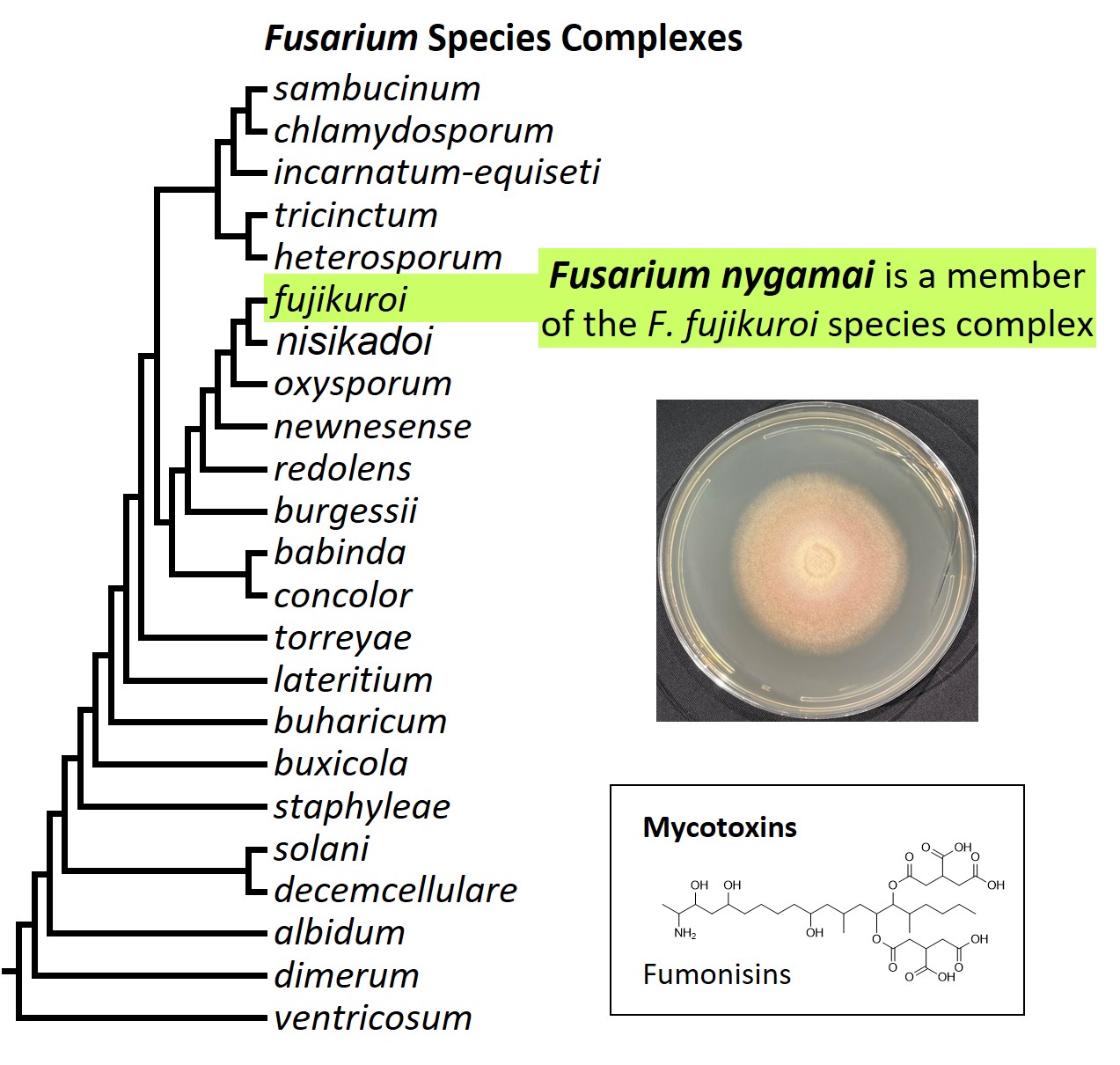 Left &ndash; tree showing phylogenetic relationships of the 23
Fusarium species complexes and placement of F. nygamai within the
F. fujikuroi species complex. In the tree, species complex names
are abbreviated using specific epithets of the species after which
the complexes are named (e.g., the F. sambucinum species complex is
abbreviated as sambucinum). Middle right &ndash; culture of F.
nygamai NRRL 66327 growing on potato dextrose agar medium. Lower
right &ndash; chemical structure of fumonisin B1, the most
economically important mycotoxin produced by F. nygamai. Image
credit: Robert H. Proctor, Amy McGovern and Crystal Probyn.