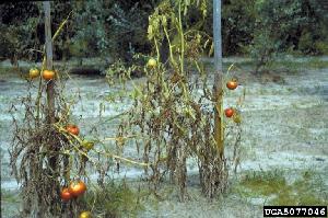 Fusarium wilt of tomato caused by Fusarium oxysporum f.sp. lycopersici.