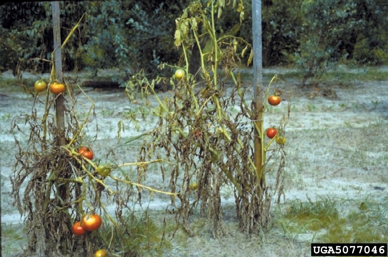 Fusarium wilt of tomato caused by Fusarium oxysporum f.sp. lycopersici.