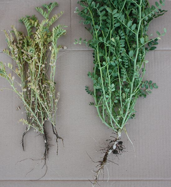 Developmental and chromatic differences between chickpea plants affected by Fusarium solani f.sp. pisi and a healthy plant.