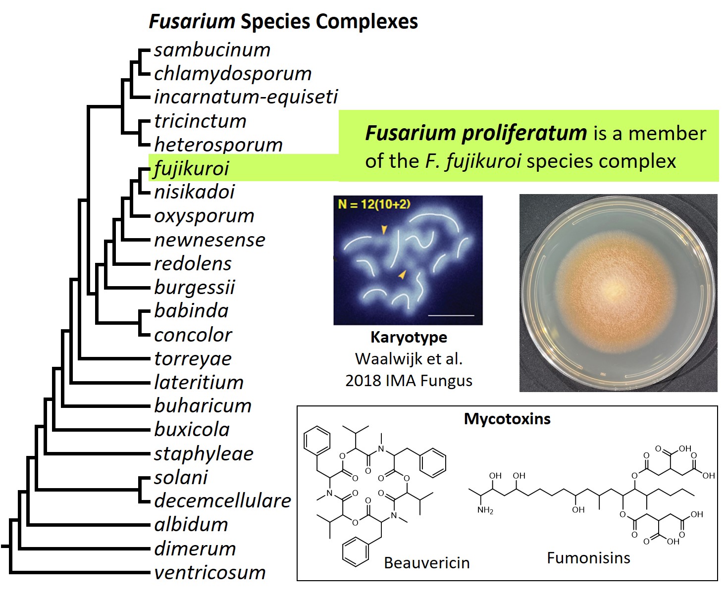 Left &ndash; tree showing phylogenetic relationships of the 23
Fusarium species complexes and placement of F. proliferatum within
the F. fujikuroi species complex. In the tree, species complex
names are abbreviated using specific epithets of the species after
which the complexes are named (e.g., the F. sambucinum species
complex is abbreviated as sambucinum). Middle left &ndash;
karyotype of another strain of F. proliferatum (NRRL 66289). Middle
right &ndash; culture of F. proliferatum ET1 growing on potato
dextrose agar medium. Bottom - chemical structures of beauvericin
and fumonisin B1, two mycotoxins produced by F. proliferatum. Image
credit: Robert H. Proctor, Amy McGovern and Crystal Probyn.