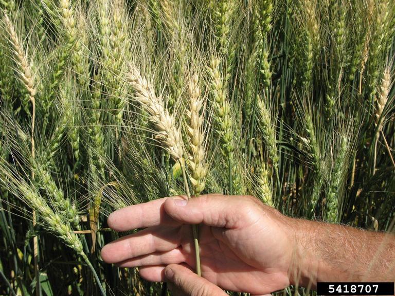 White heads of wheat due to Fusarium crown rot.