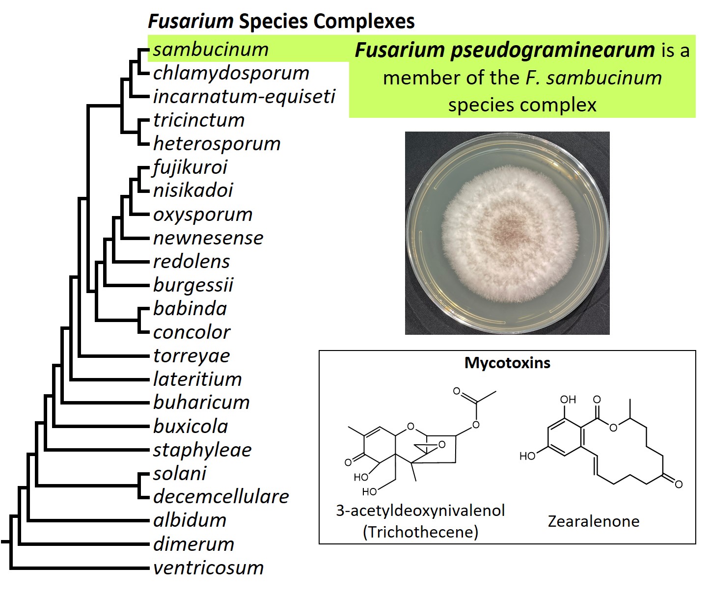 Left &ndash; tree showing phylogenetic relationships of the 23
Fusarium species complexes and placement of F. pseudograminearum
within the F. solani species complex. In the tree, species complex
names are abbreviated using specific epithets of the species after
which the complexes are named (e.g., the F. sambucinum species
complex is abbreviated as sambucinum). Middle right &ndash; culture
of F. pseudograminearum NRRL 62612 (= CS3096) growing on potato
dextrose agar medium. Bottom right &ndash; chemical structures of
3-acetyldeoxynivalenol and zearalenone, two mycotoxins produced by
F. pseudograminearum. Image credit: Robert H. Proctor, Amy McGovern
and Crystal Probyn.