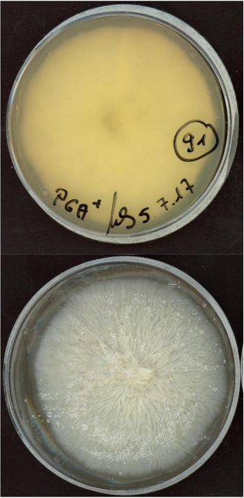Fusarium solani FSSC 5 growing in the lab.