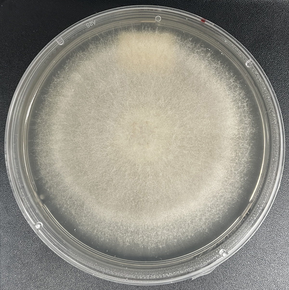 Photo of Fusarium solani 7.154 v1.0