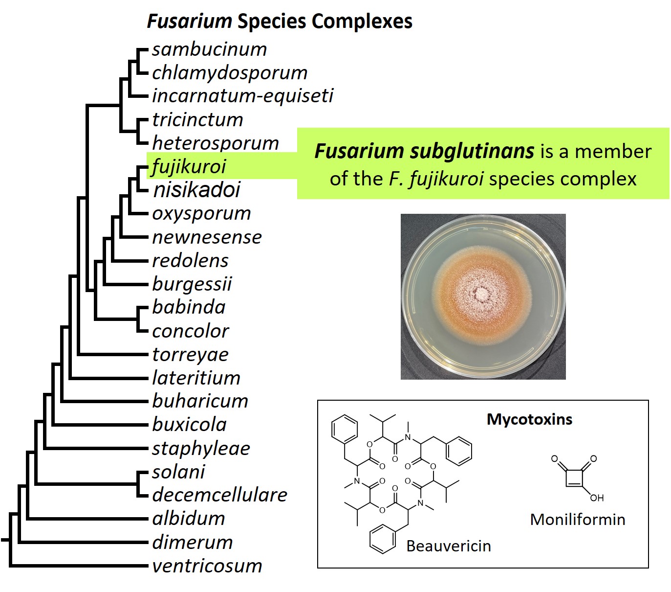 Left &ndash; tree showing phylogenetic relationships of the 23
Fusarium species complexes and placement of F. subglutinans within
the F. fujikuroi species complex. In the tree, species complex
names are abbreviated using specific epithets of the species after
which the complexes are named (e.g., the F. sambucinum species
complex is abbreviated as sambucinum). Middle right &ndash; culture
of F. subglutinans NRRL 66333 growing on potato dextrose agar
medium. Bottom right &ndash; chemical structures of the mycotoxins
beauvericin and moniliformin. Image credit: Robert H. Proctor, Amy
McGovern and Crystal Probyn.