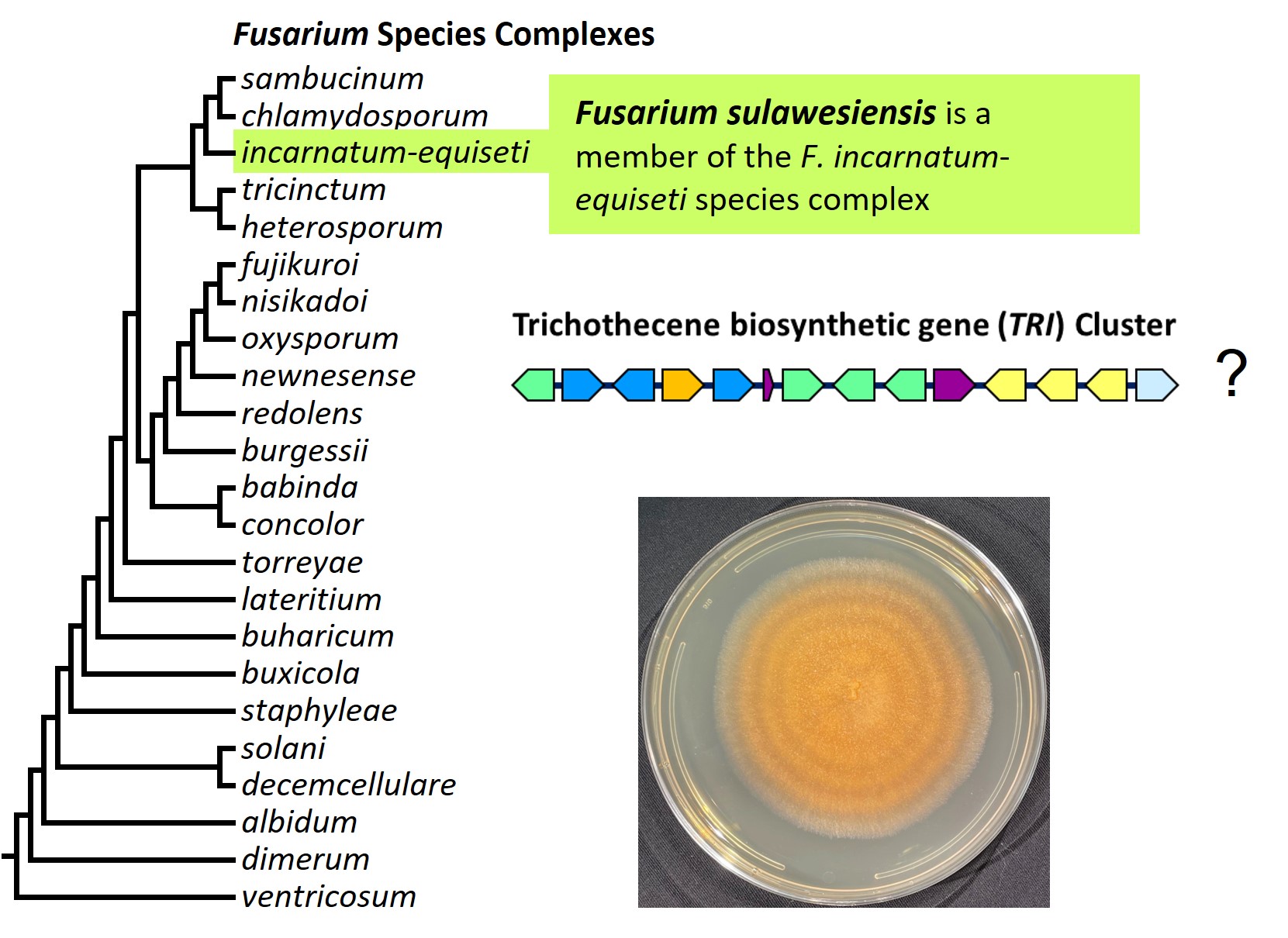 Left &ndash; tree showing phylogenetic relationships of the 23
Fusarium species complexes and placement of F. sulawesiensis within
the F. incarnatum-equiseti species complex. In the tree, species
complex names are abbreviated using specific epithets of the
species after which the complexes are named (e.g., the F.
sambucinum species complex is abbreviated as sambucinum). Middle
right &ndash; trichothecene mycotoxin biosynthetic gene cluster in
F. sulawesiensis. Bottom right &ndash; culture of F. sulawesiensis
NRRL 66472 growing on potato dextrose agar medium. Image credit:
Robert H. Proctor, Amy McGovern and Crystal Probyn.