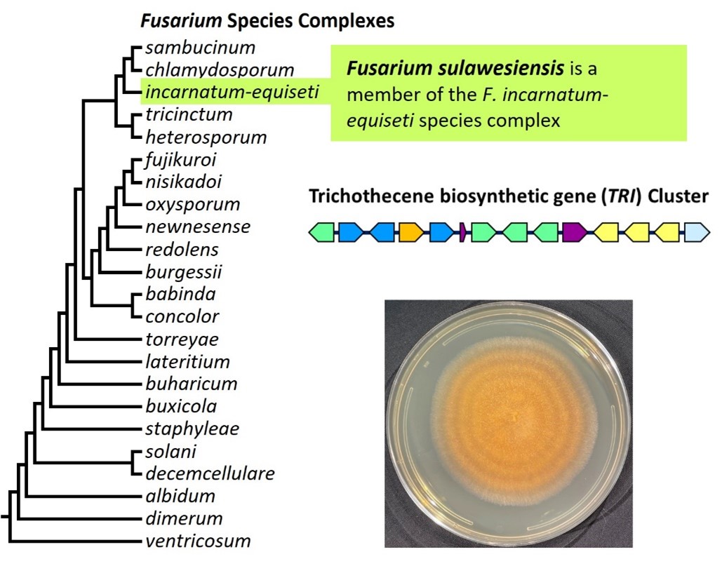 Left – tree showing phylogenetic relationships of 23 Fusarium species complexes and placement of F. sulawesiense within the F. incarnatum-equiseti species complex. In the tree, species complex names are abbreviated using specific epithets of the species after which the complexes are named (e.g., the F. sambucinum species complex is abbreviated as sambucinum). Middle right – trichothecene mycotoxin biosynthetic gene cluster in F. sulawesiense. Bottom right – culture of F. sulawesiense NRRL 66472 growing on potato dextrose agar medium. Image by Robert Proctor.