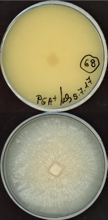Fusarium tricinctum MPI-SDFR-AT-0068 growing in the lab.