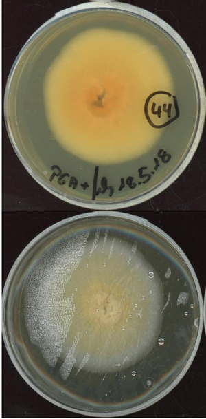 Fusarium tricinctum MPI-SDFR-AT-0044 growing in the lab.