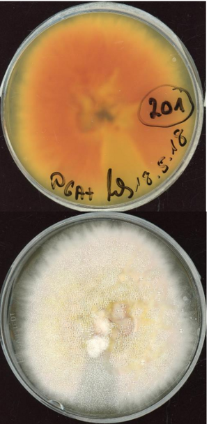 Fusarium venenatum MPI-CAGE-CH-0201 growing in the lab.