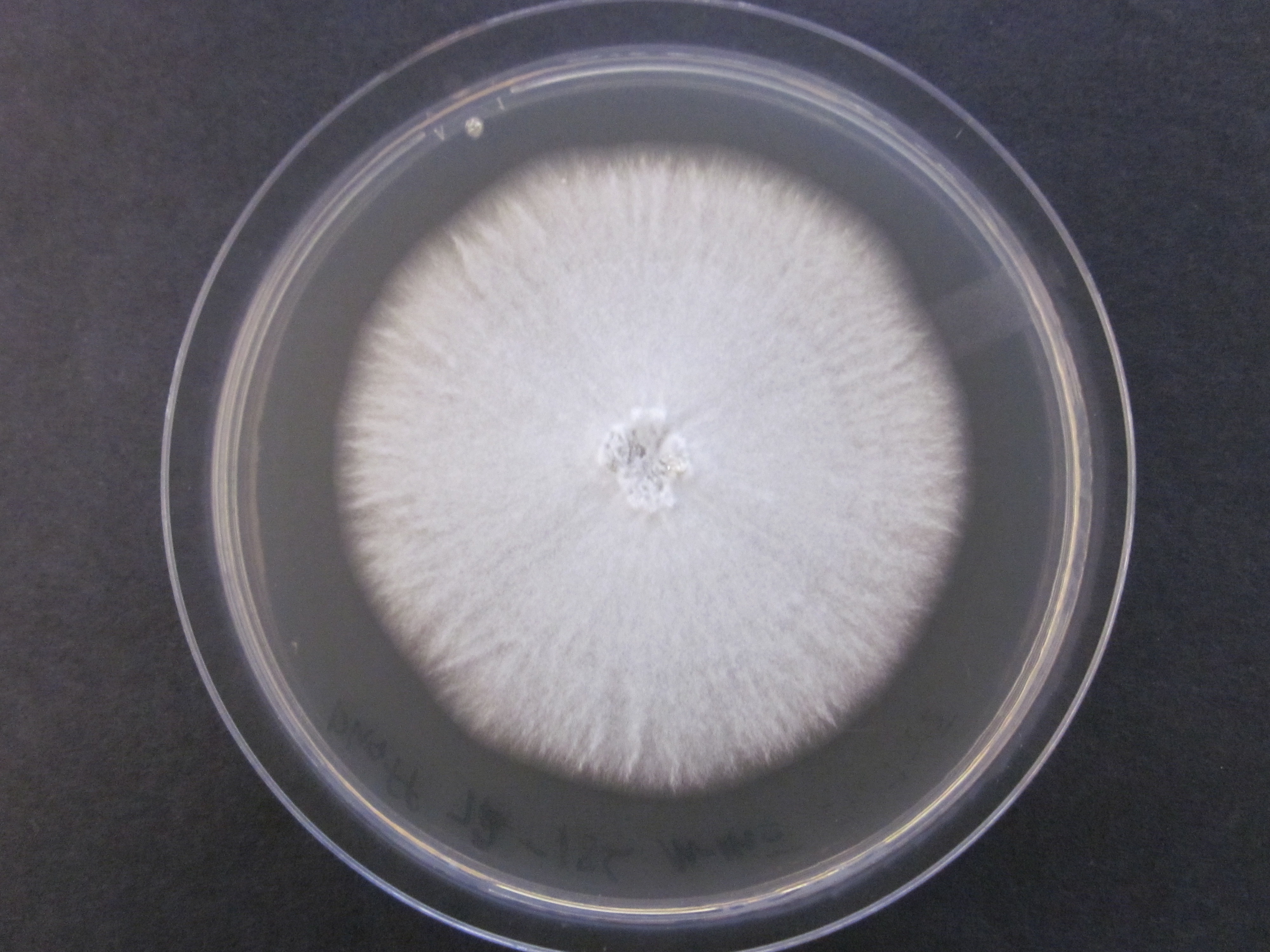 Photo of Galactomyces geotrichum Phaff 72-186 v1.0