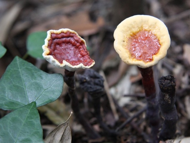 Fruiting bodies of Ganoderma leucocontextum [Photo credit: Yuan Yuan]