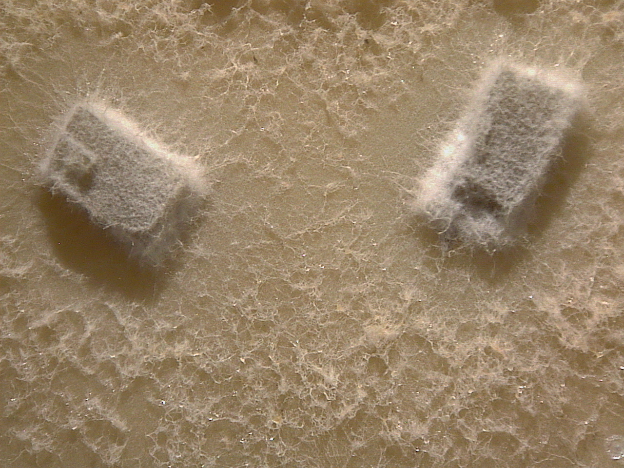 Gelasinospora tetrasperma growing in the lab.