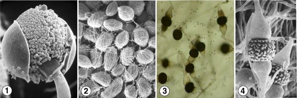 Figure 1) Sporangia of Gilbertella persicaria var. persicaria displaying a circumscissile zone of dehiscense, a common trait across Choanephoraceae. Fig 2) Striate sporangiospores that bear hair-like polar appendages. Figs 3 and 4) Zygospores produced during sexual reproduction of G. persicaria. Figures 1,2 and 4 provided by Kerry O'Donnell. Figure 3 provided by Nhu Nguyen, University of Hawaii at Manoa.