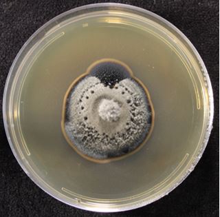 Gloniopsis sp. FL0384 on 2% malt extract agar (MEA). Photo credit: J. M. U’Ren
