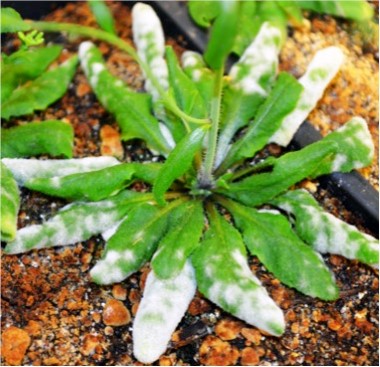 Figure 1. Arabidopsis thaliana infected with G. orontii, at 15 days post infection (dpi). The visible white powdery mildew is comprised of masses of asexual reproductive structures, conidiophores.