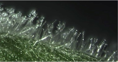 Figure 3. Masses of G. orontii conidiophores on the surface of an Arabidopsis leaf. Magnification 80X.