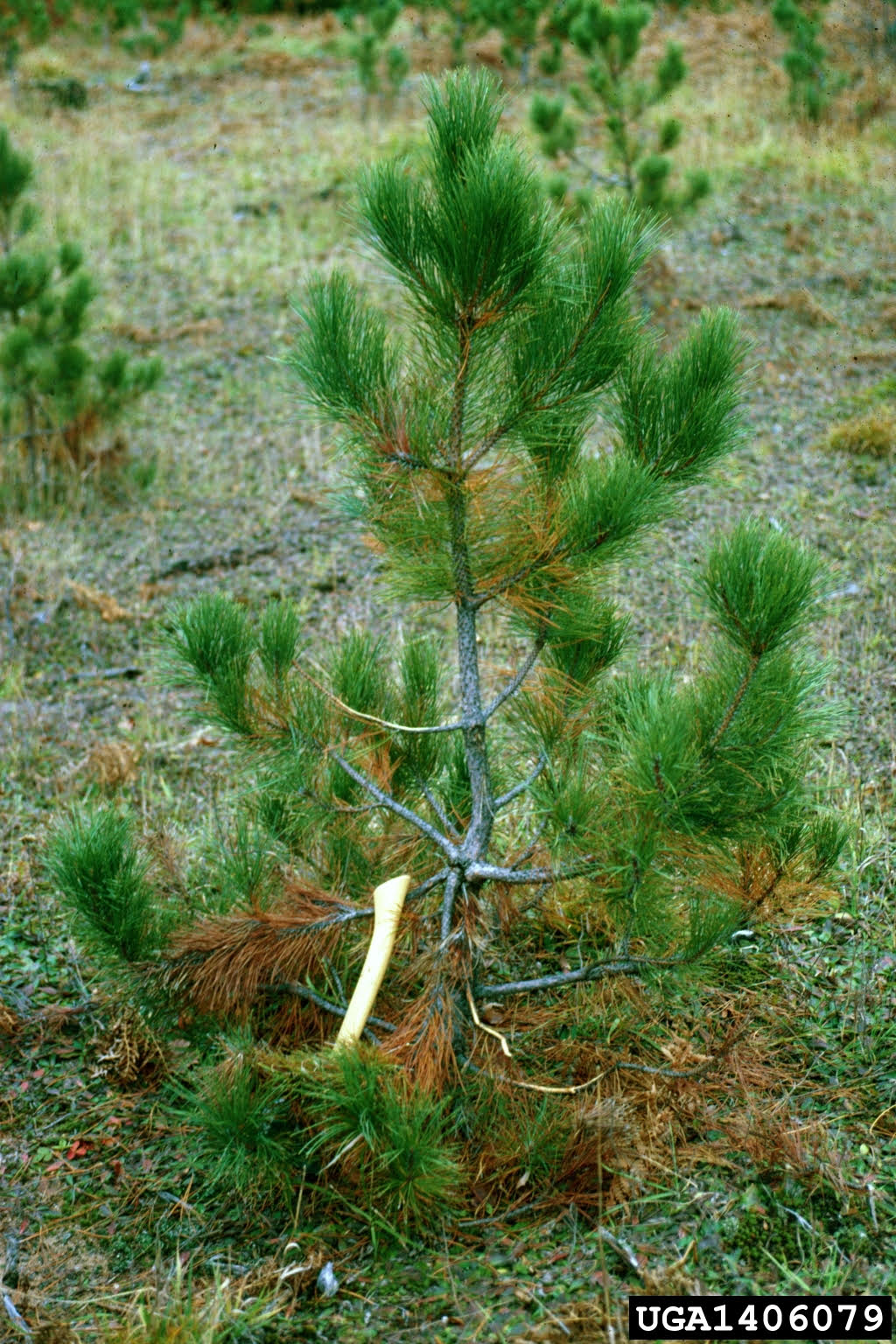 Scleroderris canker of pine and spruce (Gremmeniella abietina), lower branches infected with Scleroderris canker.