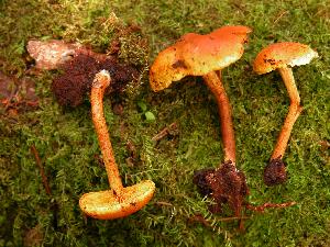 Gymnopilus chrysopellus by D. Jean Lodge, US Forest Service