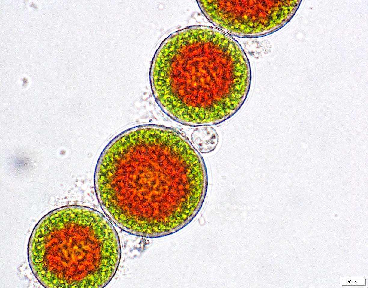 Haematococcus lacustris Liv1 