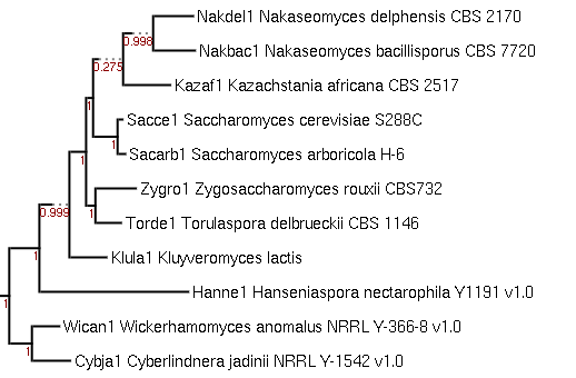 A phylogenetic tree showing the relative position of Hanseniaspora nectarophila with other genomes available in MycoCosm.
